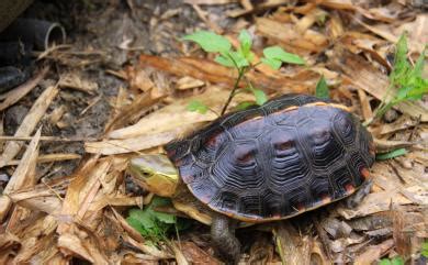 蛇龜|Cuora flavomarginata (Gray, 1863) 